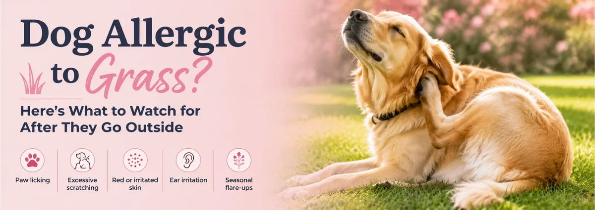 Dog Allergic to Grass? Here's What to Watch for After They Go Outside