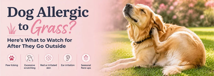 Dog Allergic to Grass Here's What to Watch for After They Go Outside