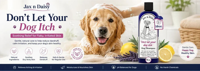 Dog Dandruff Treatment What Those White Flakes Are Really Telling You