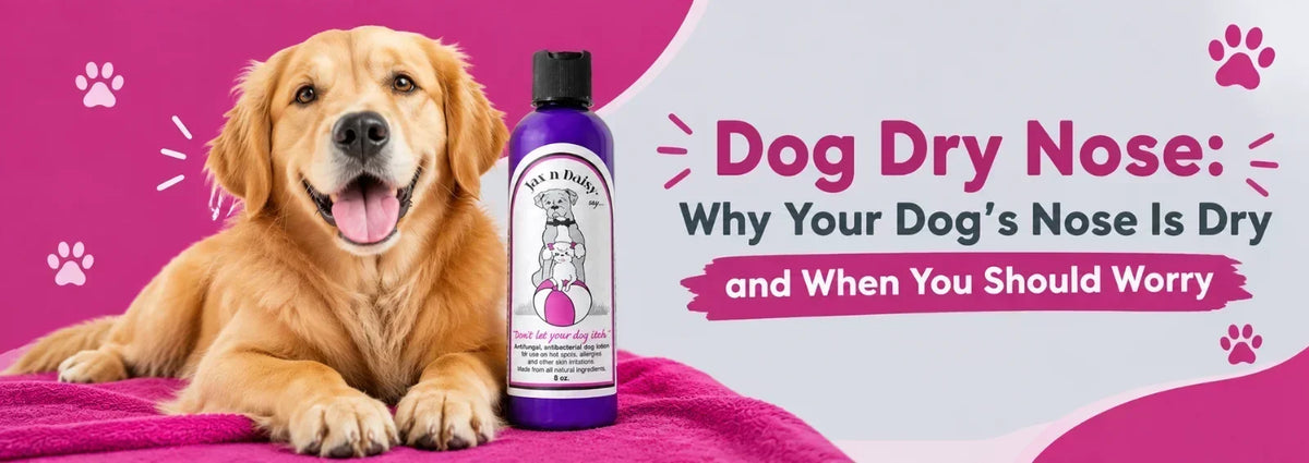 Dog Dry Nose: Why Your Dog’s Nose Is Dry and When You Should Worry