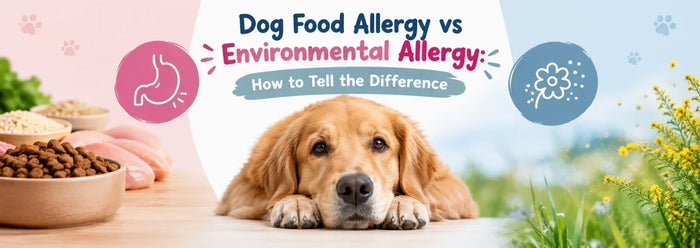 Dog Food Allergy vs Environmental Allergy: How to Tell the Difference