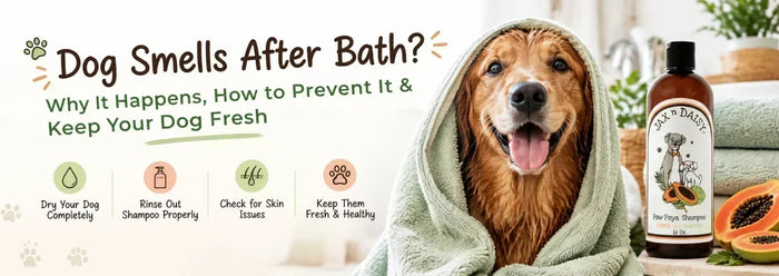 Dog Smells After Bath? Why It Happens, How to Prevent It & Keep Your Dog Fresh