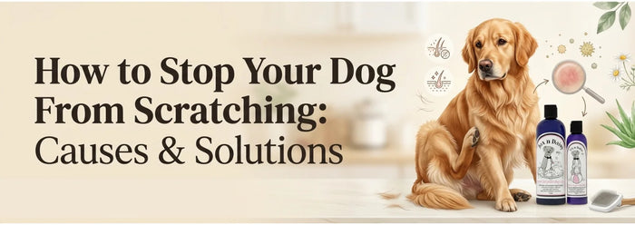 How to Stop Your Dog From Scratching Causes & Solutions