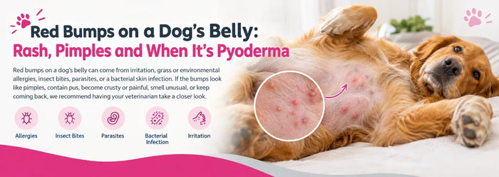 Red Bumps on a Dog's Belly