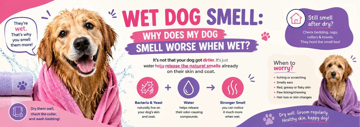Wet Dog Smell: Why Does My Dog Smell Worse When Wet?