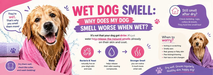 Wet Dog Smell Why Does My Dog Smell Worse When Wet
